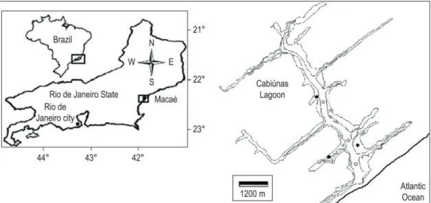 Figure  1.  Location of sampling sites in the Cabiúnas lagoon. (open circles  –  Limnetic region; black circles  –  T.  domingensis; gray circles - E