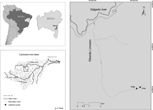 Figure 1. Cachoeira River basin, state of Bahia. Location of the reaches in the Ribeirão Limoeiro.