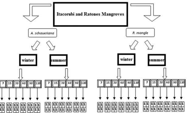 Figure 2. Sample design showing the replicas (4), in the times (7, 15, 30, 60, 90 and 120 days), seasons (winter  and summer), senescent leaves (A