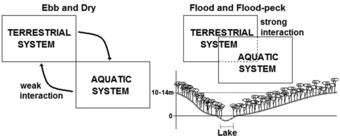 Figure 8. Degree of interaction and connectivity between terrestrial ecosystems and Catalão Lake as a function of  the hydrological cycle.