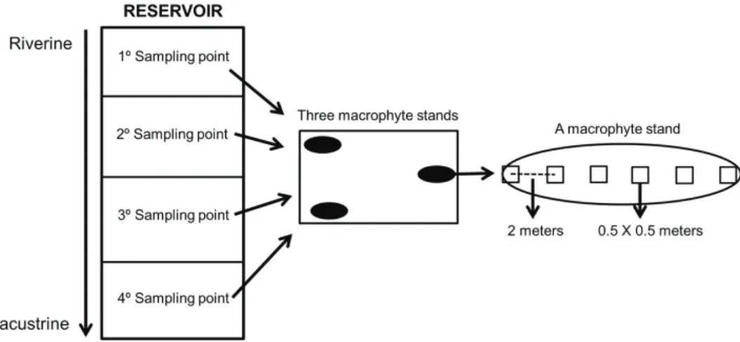 Figure 2. Sampling scheme in the reservoirs and in each macrophyte stand. The reservoir area was divided into  four sections