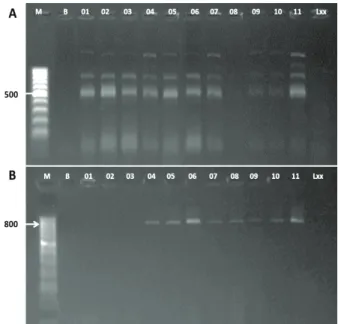 Figura 1. Produtos da ampliicação da PCR em gel de agarose  1,5 % obtido com o uso dos pares de oligonucleotídeos  iniciadores ITUD (A) e BACAB (B) (Goiânia, GO,  2014)