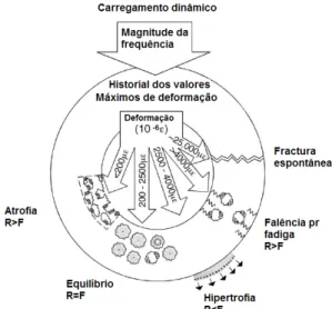 Fig 12 -  Relação entre o carregamento dinâmico e a  resposta fisiológica do osso [88]