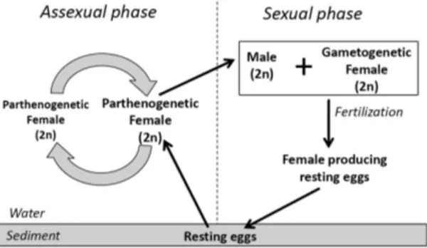Figure 2. The reproductive cycle of cladocerans (After  De Meester et al., 2006).