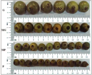 Tabela 1. Diâmetro e massa dos frutos de gabiroba (Campomanesia adamantium), em função de classes de tamanho (Dourados,  MS, 2011).