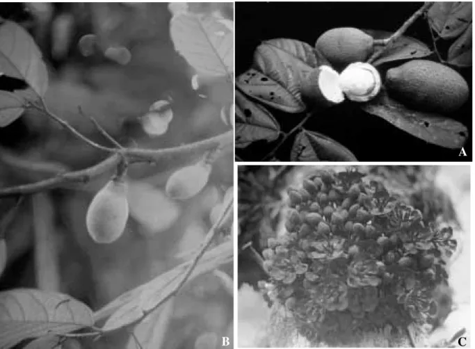 Figure 1.  A. Pod from Theobroma grandiflorum × Theobroma obovatum hybrid. B. Pod from Theobroma subincanum × Theobroma obovatum hybrid