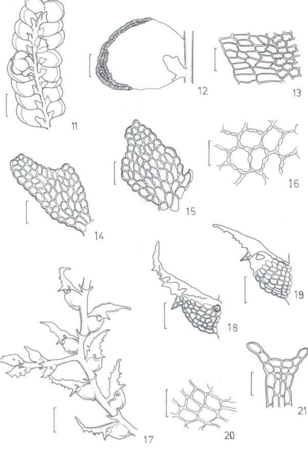 Fig. 21: 30 µm; Fig. 16,20: 20 µm).