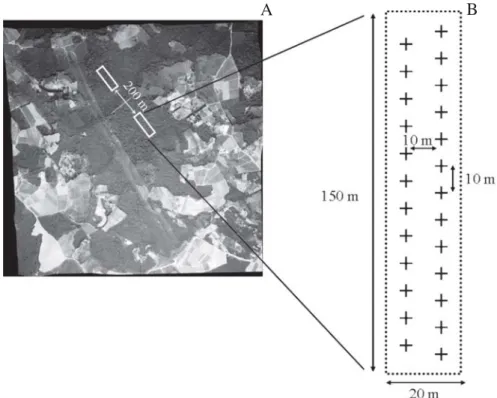 Figure 1. Spatial arrangement of (A) two sampling plots within one studied fragment and (B) 25 sampling points within a plot.