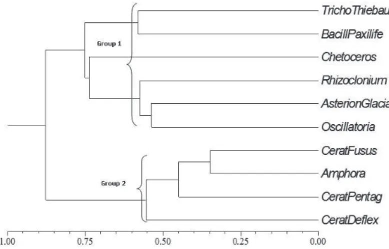 Figure 9. Dendrogram of the phytoplankton species ≥50% frequency found in the samples of shipwrecks Servemar-X and Servemar-I