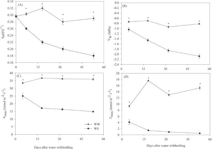 Figure 1. Effect of water withholding on (A) soil water content, (B) leaf water potential (Ψ w ), (C) maximum photosynthetic and (D) maximum transpiration rate
