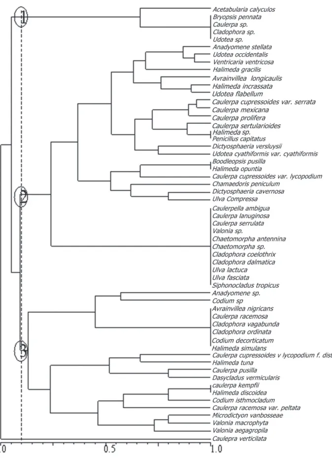 Figure 5. Dendrogram of green macroalgae species, Potiguar basin, Rio Grande do Norte (Brazil), in July 2002, May and November 2003 and May 2004