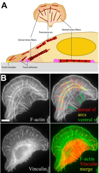 Figure  1.10:  Actin  stress  fibres  network  in  motile  animal  cells.  (A)  Schematic  presentation of distinct stress fibre networks in motile animal cells