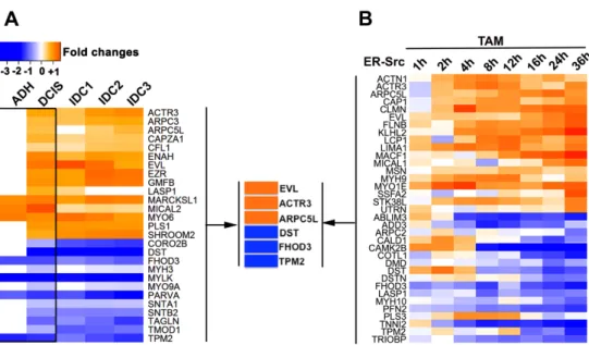 Figure  2.5:  A  set  of  6  ABP  are  differentially  expressed  during  ER+  breast  cancer  progression and in TAM-induced ER-Src cells