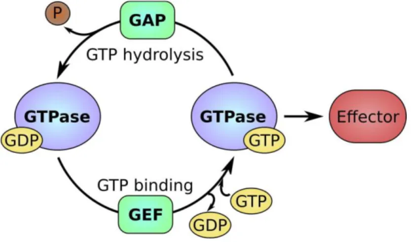 Figure  1.4  –  The  GTP/GDP cycle  of  small  GTP-binding (G)  proteins.  Small  G  proteins  can  be  found  in  two  different states – an active GTP-bound state and an inactive GDP-bound state