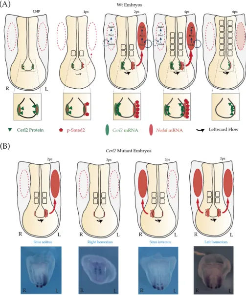 Figure 1. Sequential Nodal activity in left-right asymmetry at the mouse node during early  somitogenesis