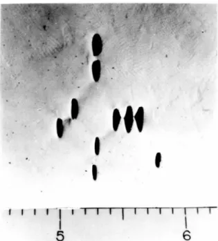 Figure 4.1: Void growth and coalescence in plasticine specimens under uniaxial ten- ten-sion (Rhines, 1961).