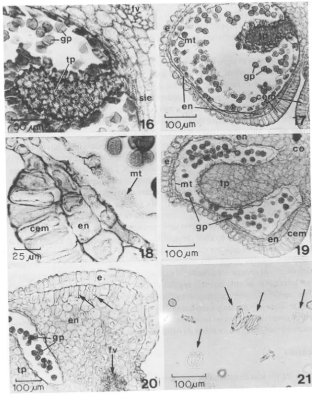 Fig.  16-20. Secções transversais de anteras em desenvolvimento.  16.  Tecido placentóide (tp) (degenerado)  e septo  interesporangial (sie)  com corpúsculos brilhantes, correspondendo a grãos de amido em luz  pola-rizada