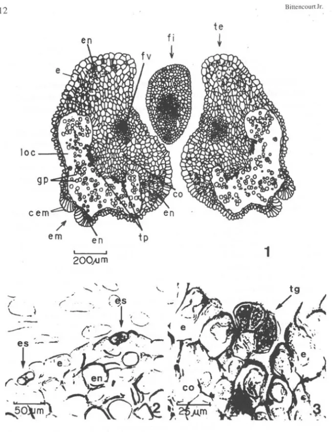 Fig.  I. Antera em estágio próximo à antese; secção transversal  mediana.  Fig. 2 e 3