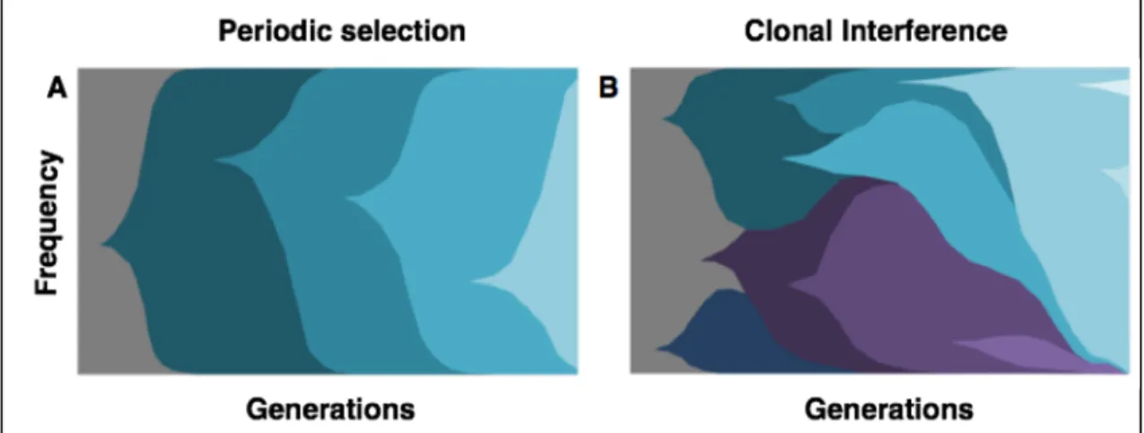 Figure  1.  Dynamics  in regimes  of  periodic selection  and clonal  interference. 