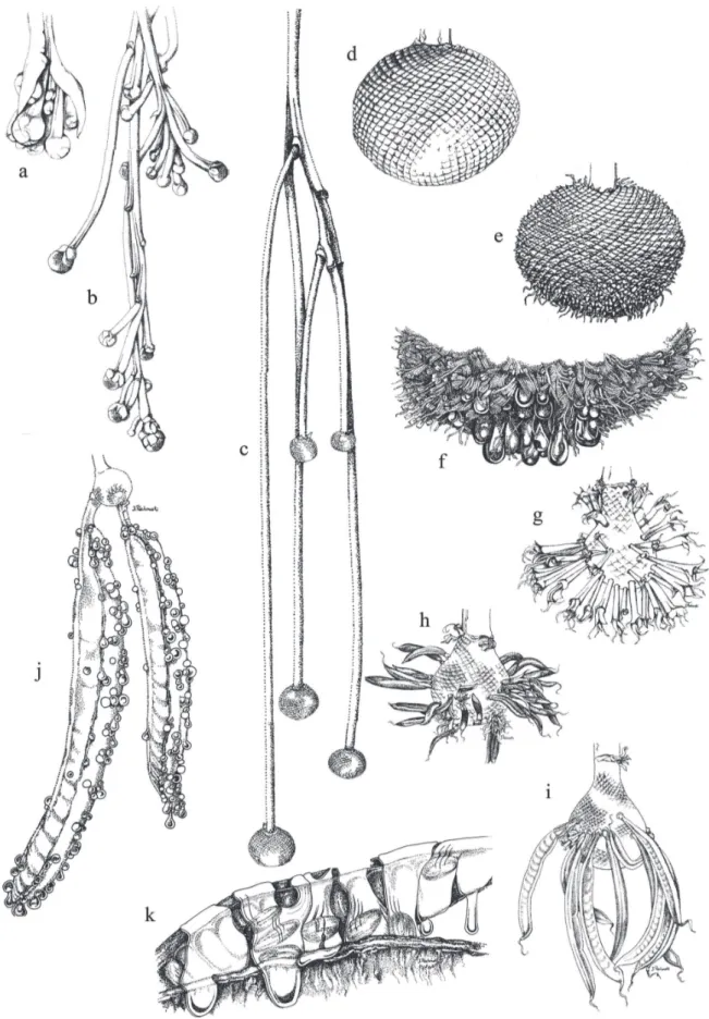 Figure 1. Phases in the development from buds to mature pods of Parkia pendula (Willd.) Walp