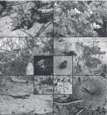 Table 3. Foraging frequency and behaviour of bird species fed on Solanum  thomasiifolim fruits.