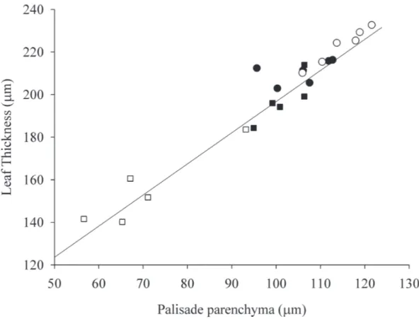 Figure 8. Relationship between leaf thickness and palisade parenchyma thickness in Gochnatia polymorpha  (Less.) Cabrera (Asteraceae) leaves