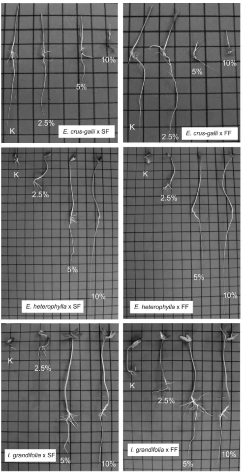 Figure 5. Anomalies of Echinochloa crus-galli (L.) Beauv, Ipomoea grandifolia (Dammer) O’Donell and Euphorbia  heterophylla L