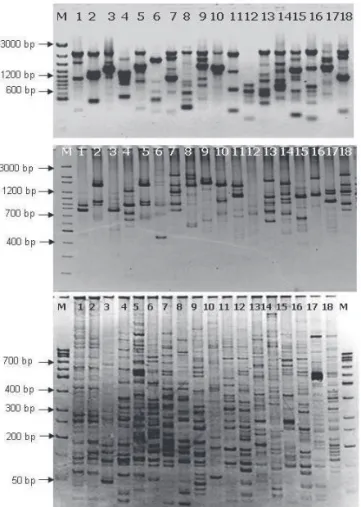 Figure 1. Banding pattern in diff erent species of Cassiinae as seen in (from top  to bottom) RAPD, ISSR and AFLP techniques 