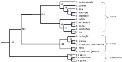 Figure 2. Dendrogram showing genomic relationship and bootstrap value among and within diff erent clusters in  Cassiinae as revealed from RAPD, ISSR and AFLP data.