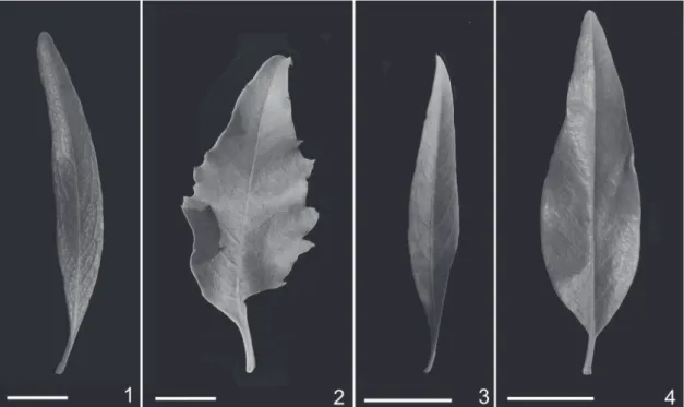 Figura 1-4. exomorfología foliar de especies de Flourensia DC. (Asteraceae). 1, F. hirta