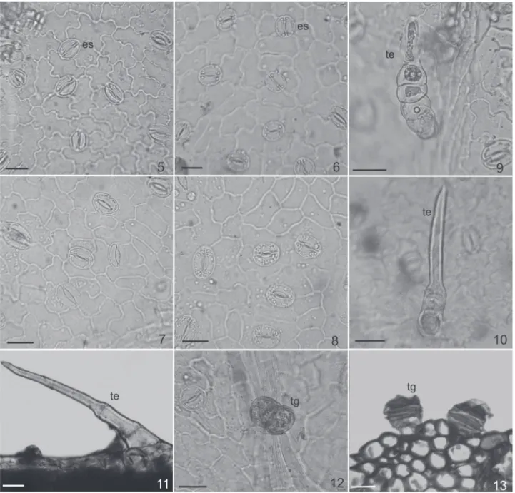 Figura 5-13. epidermis de especies de Flourensia DC. (Asteraceae). 5 - 8 epidermis en vista superfi cial