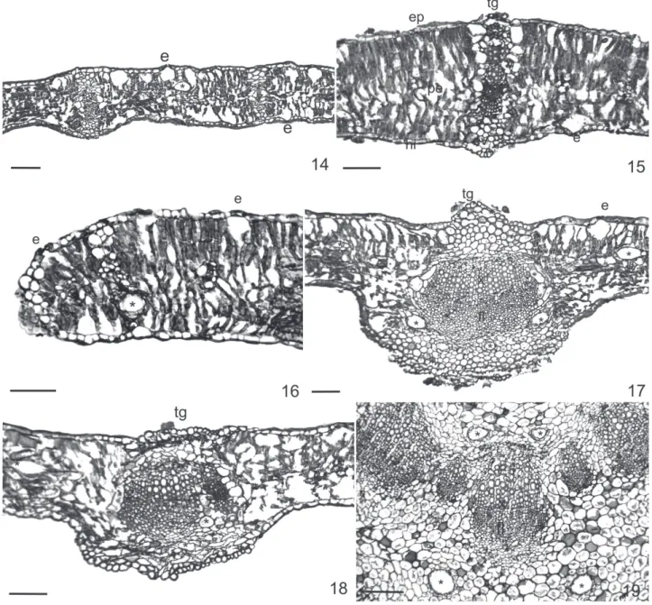 Figura 14-19. Corte transversal por hoja de Flourensia DC. (Asteraceae). 14, vista general del mesofi lo de F