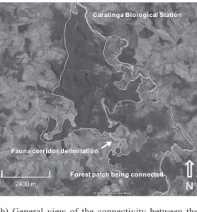 Figure 4. Delimitation of a wildlife corridor (a) for compliance of the Permanent Preservation Area indicator in Establishment D  and (b) connection between the main lands of the Caratinga Biological Station and the second largest forest patch existing  in