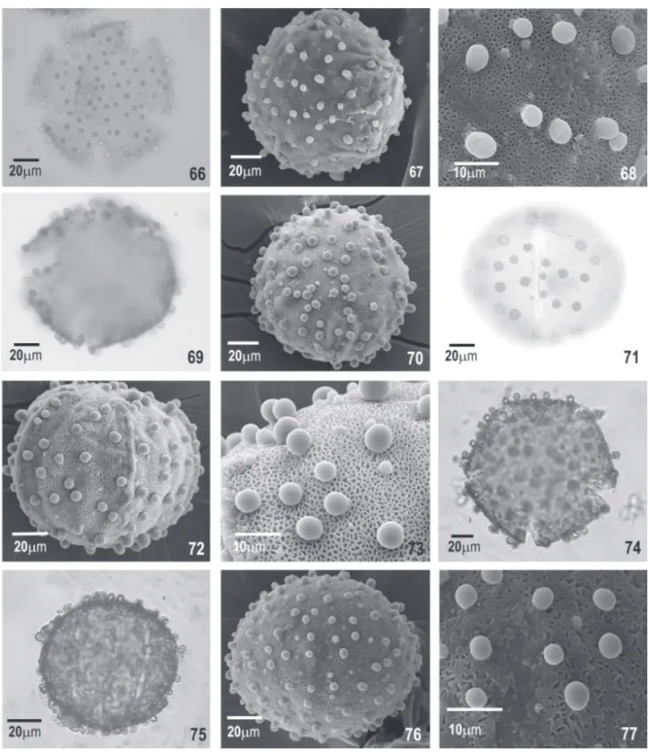 Fig. 66-77. Photomicrographs and electron photomicrographs of pollen grains of the Bauhinia