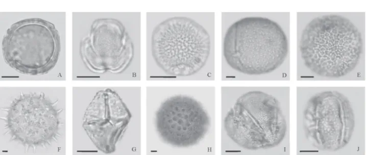 Figure 2. Pollen types found in bromeliad tanks at the Canudos Biological Station, in the state of Bahia, within the semi-arid zone of Brazil, related to species  endemic to the caatinga (shrublands): (A) Barnebya harleyi (Malpighiaceae); (B) Capparis jaco