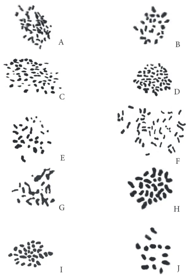 Figure 1. Representative metaphase somatic cells in the studied species of Helichrysum (Asteraceae): A and B) Tabriz and Givi populations of H