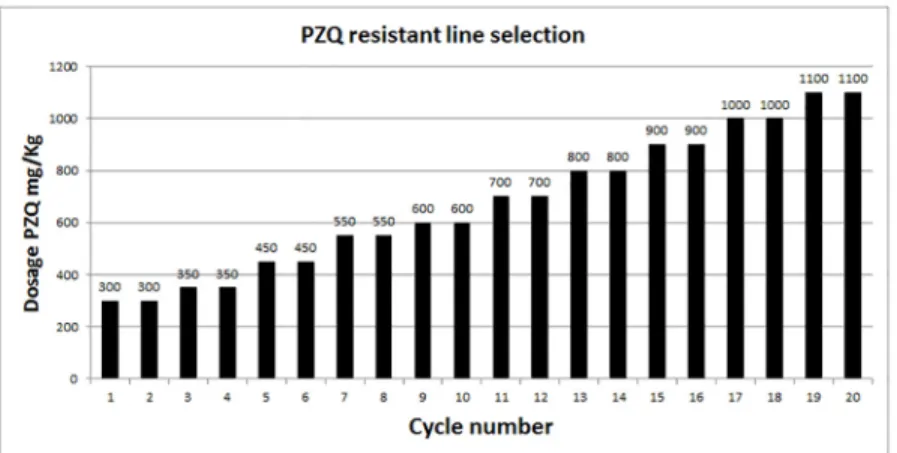 Fig 2. Schematic cartoon of PZQ dosages during the selection procedure for the S . mansoni PZQ- PZQ-resistant strain