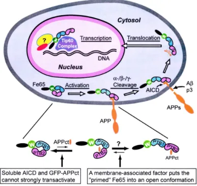 Figure 9. Cao and Sudhof proposed model for APP transcriptional activation. 