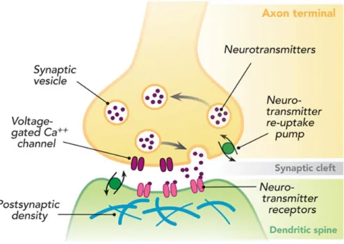 Figure 1 - Chemical Synapse, taken from 60 .