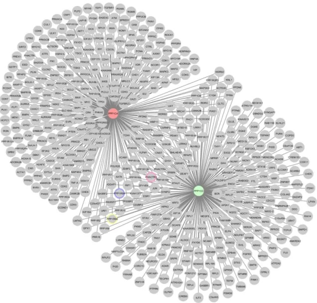 Figure 7- Interactome network, of PP1α and PP1γ. PPP1CA, PP1α; PPP1CC, PP1γ; Highlighted border for key proteins; 