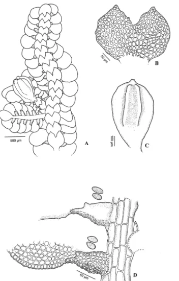 Figure 6. Bryophyte species richness in the areas sampled in the municipality  of Capitão Poço, in the state of Pará, Brazil