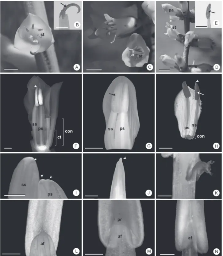 Figure 1.  General aspects of the stamens of Dyckia species. A, B, F, I, L: D. ibicuiensis