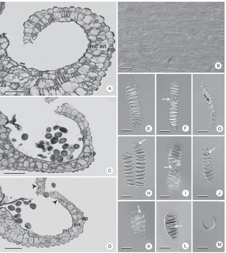 Figure 3.  Sporangia and fibrous thickenings in Dyckia species. A, B, E-G, M: D. ibicuiensis