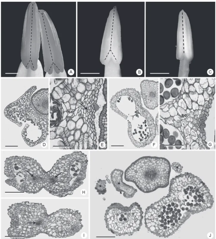 Figure 4.  Vascularization of the anthers in Dyckia species. A, H, I: D. ibicuiensis. B, D, E: D
