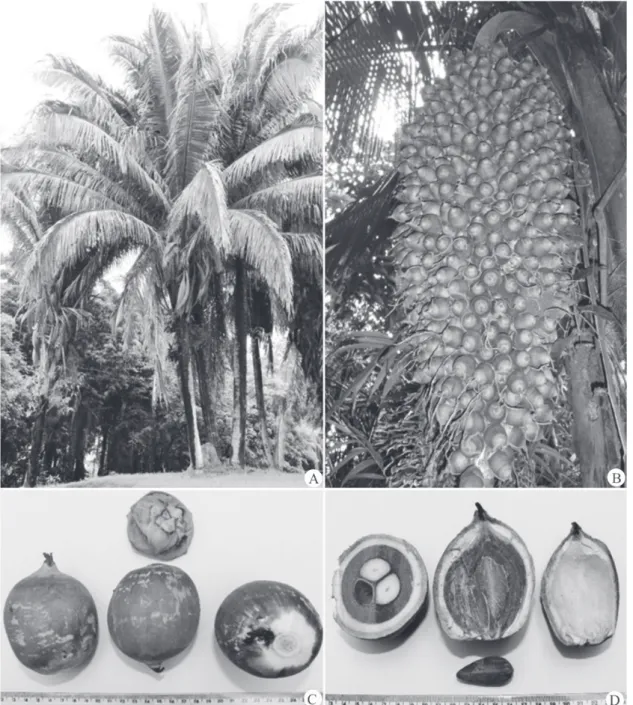 Figure 2.  Photographic documentation of the species in the field. A) babassu palm; B) cluster of babassu palms; C) external aspect  of the babassu fruit; D) internal aspect of the babassu fruit