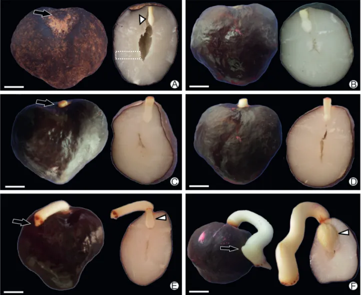 Figure 1.  Stages of macaw palm seed germination process and early seedling development