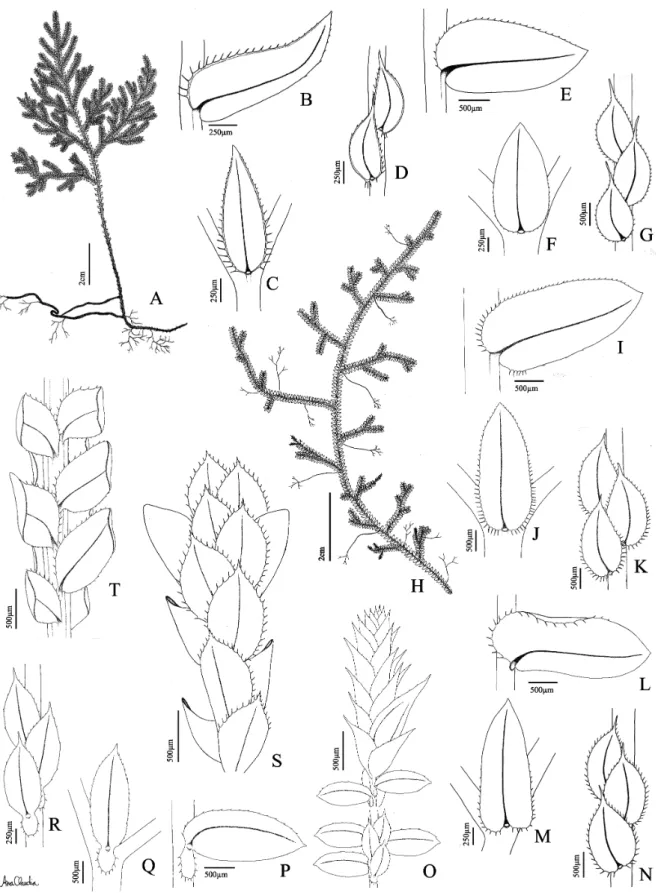 Figure 2. A-D. Selaginella erythropus (Mart.) Spring (Mota 417). A. Habit; B. Ventral view of lateral leaf; C