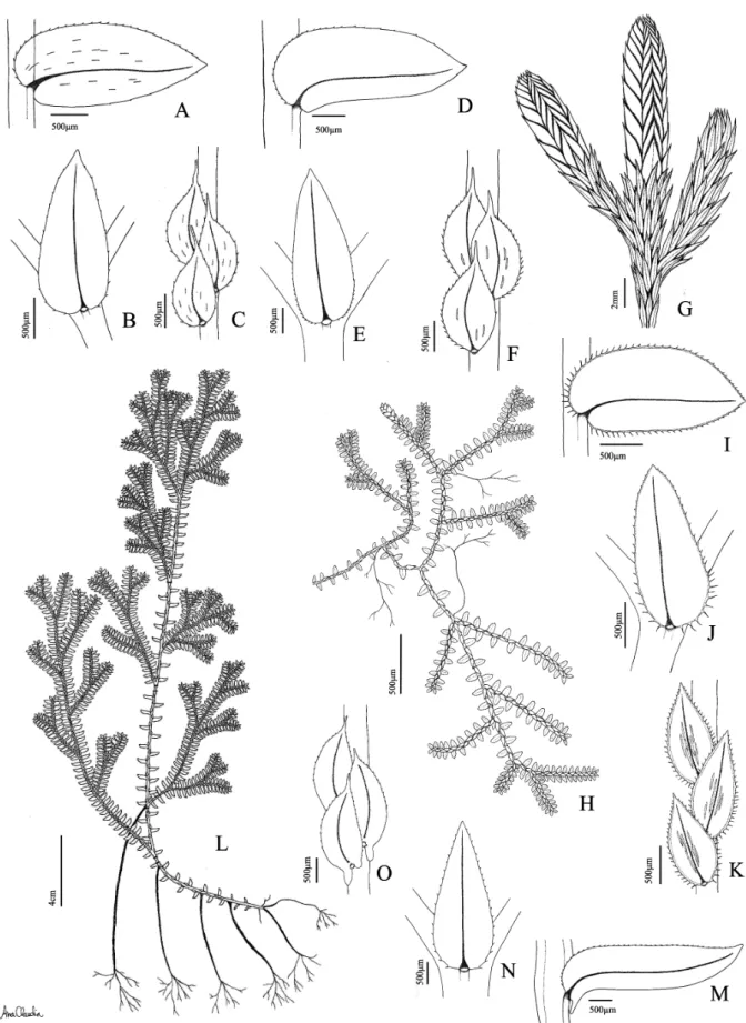 Figure 3. A-C. Selaginella muscosa Spring (Almeida 110). A. Dorsal view of lateral leaf; B