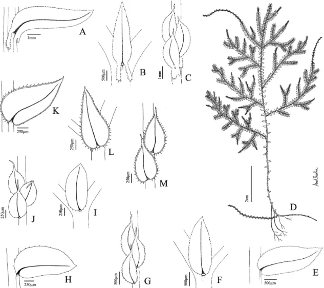 Figure 4. A-C. Selaginella sulcata (Desv. ex Poir.) Spring ex Mart. (Salino 4885). A. Ventral view of lateral leaf; B