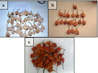 Figura 13 – a) Pêras secadas convectivamente (40ºC, velocidade do ar de 2,2 m/s; b) Pêras secadas  convectivamente durante 47 horas sob lâmpada de halogéneo (velocidade do ar de 1,7 m/s), c) Aspecto de 